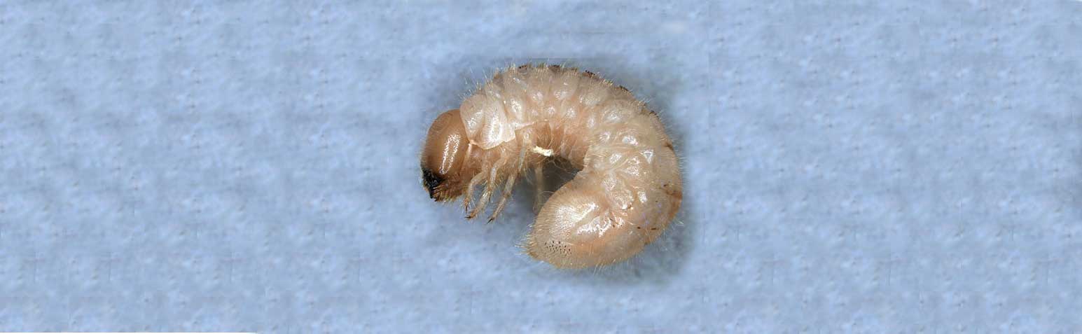 polignum larva tarlo