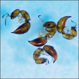 cephalonomia gallicola