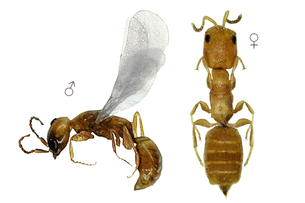 Parassita Cephalonomia Gallicola