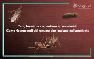 Tarli, formiche carpentiere ed eupelmidi: come riconoscerli dal rosume che rilasciano nell’ambiente